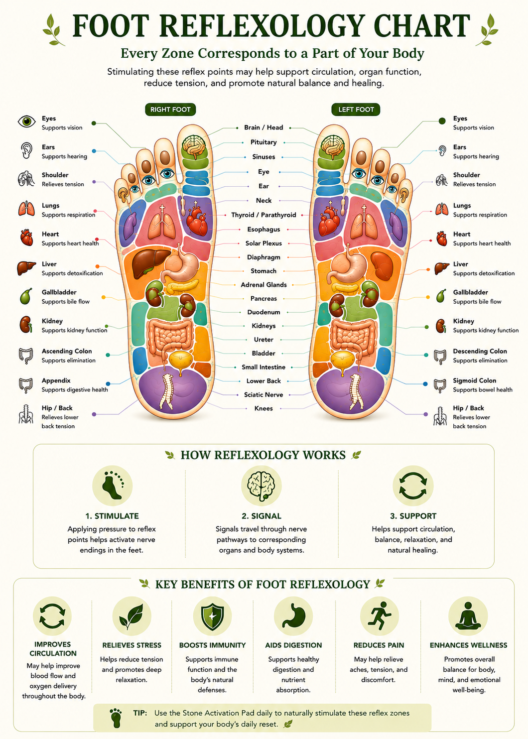 Foot Reflexology Zones